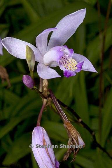 bletilla striata 4 graphic